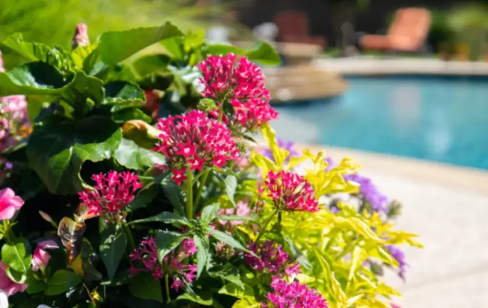 Southlake Remodel Space Swimming Pool Project - Claffey Pools