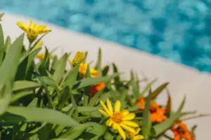 Light and Bright Freeform Oasis Swimming Pool Project - Claffey Pools