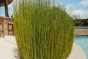 Light and Bright Freeform Oasis Swimming Pool Project - Claffey Pools