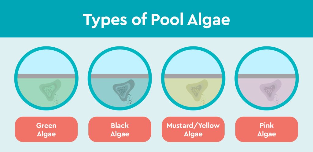 types of pool algae